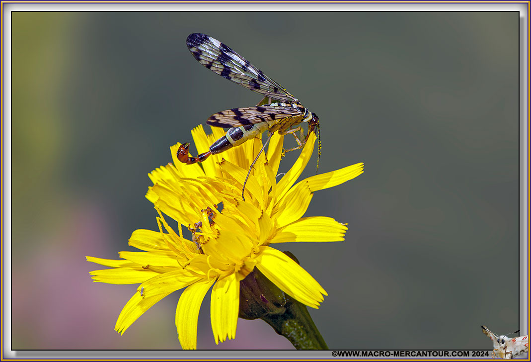 Mouche Scorpion